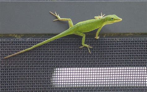 Find Out How To Care For A Pet Green Anole Pet Lizards Pets Gecko