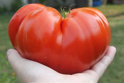 Red Brandywine Beefsteak Heirloom Tomato Premium Seeds Packet