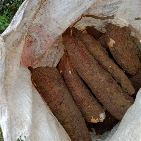 Benih Ubi Kayubatang Ubi Kayu Cassava Seed Shopee Malaysia