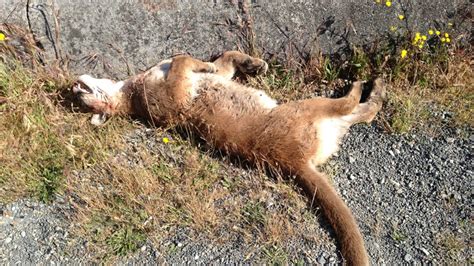 I Could See His Eyes Cougar Killed After Chasing Woman Ctv