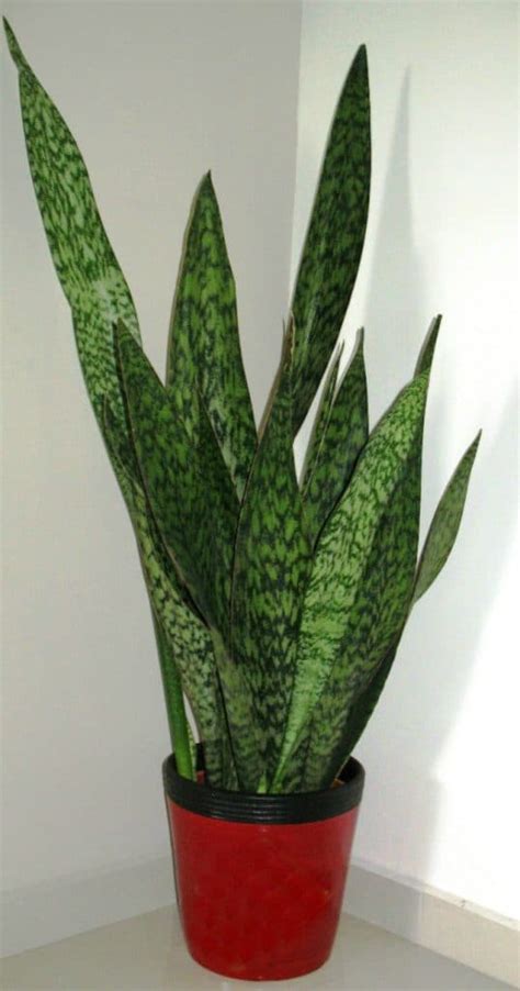 8 Types Of Snake Plant Sansevieria Varieties Sublime