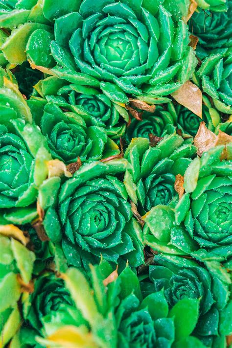 Closeup Of Green Succulent Plant Floral Background Detail By Stocksy