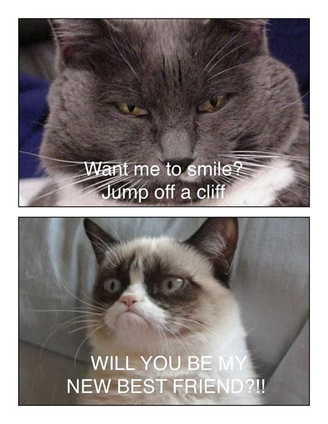 Cats wait for a proper invitation. Grumpy cat :) | Grumpy cat, Cats, Best friends
