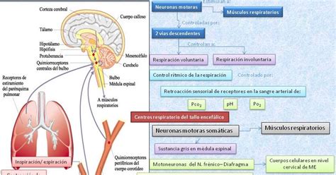 Blog De Evidencias De Fisiología Médica De Evelyn Roxana Regulación De