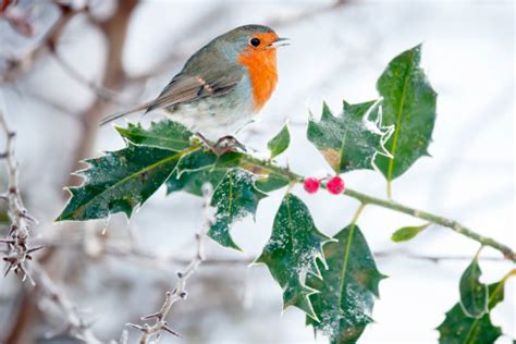 Robin On A Frosty Holly Bush Stock Photo Download Image Now Istock