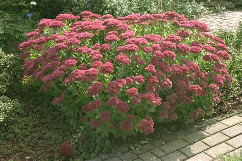 Sedum Herbstfreude Tuinseizoen