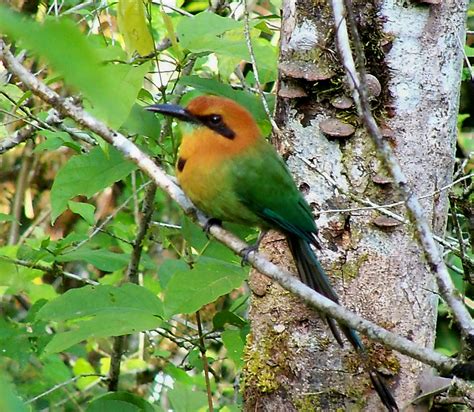 Jungle And Rainforest Art Of Costa Rica Tropica Broadbilled Mottmott