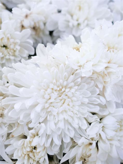 Beautiful Elegance White Chrysanthemums Flowers Stock Photo Image Of