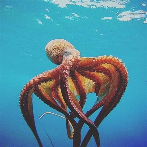 21 An Impressive Octopus Ahtapot Okyanus Yaşamı Hayvanlar