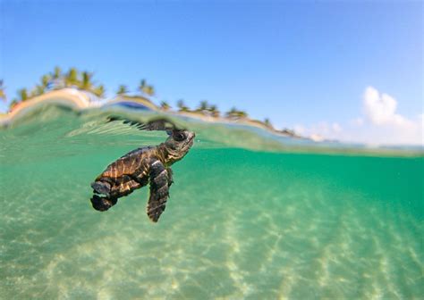Baby Sea Turtles Going To Ocean Wallpaper