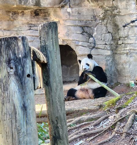 Zoo Atlanta 2023 The Famous Bamboo Munchers Zoochat