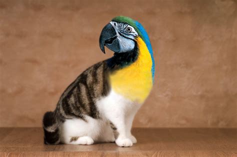 68 Unusual Cat And Bird Hybrids Bred In Photoshop Add Yours Bored Panda