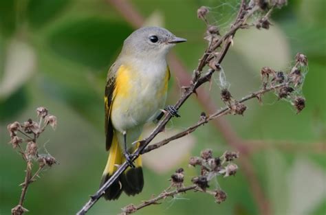 Young Male American Redstart Zoology Division Of Birds