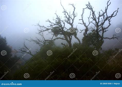 Old Dried Tree Stock Photo Image Of Closeup Environment 28681808