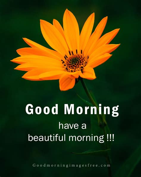 Good Morning Quotes With Flower Pictures Best Flower Site