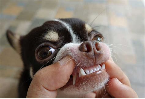 How To Brush A Chihuahuas Teeth