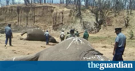 Zimbabwe Journalists Arrested For Linking Police With Elephant Poisonings World News The
