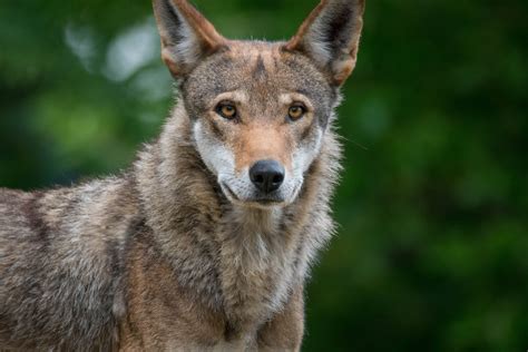 Resilience Story Of The American Red Wolf Directors Cut