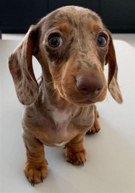 Awesome Wiener Dog Breed In 2021 Baby Dogs Super Cute Puppies Baby