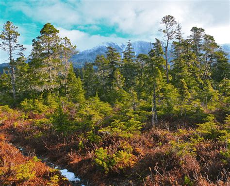 Alaskas Tongass National Forest Must Stay Wild Winter Wildlands Alliance
