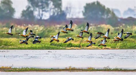 Large Flocks Of Migratory Birds Arrive In East China Cgtn
