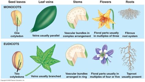 Difference Between Monocot And Dicot Kennaaxlevy