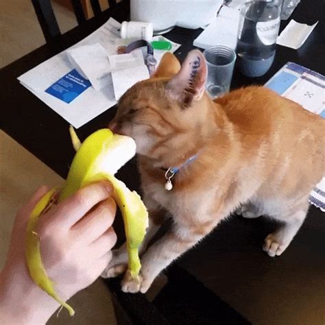 Did You Know That Cats Eat Bananas