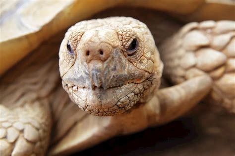 Shell Shocked Two Randy Tortoises Have Been Blamed For Starting A House Fire