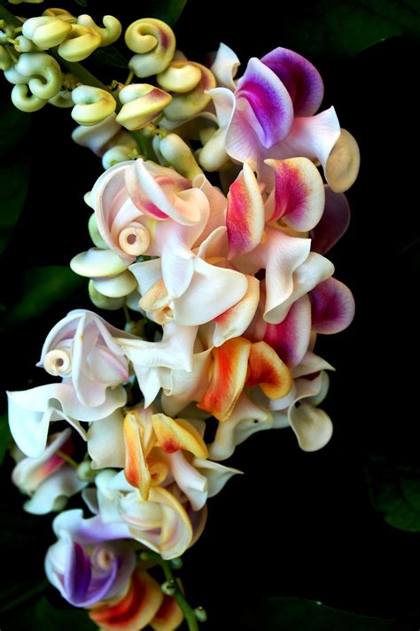 Coolest flowers ever!!!! | Beautiful flowers, Unusual flowers, Amazing flowers