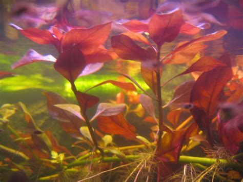 Ludwigia Repens Flowgrow