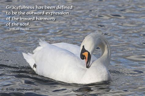 Quotes With Pictures Of Swans In It Quotesgram