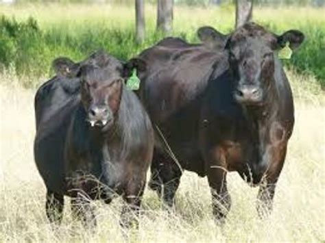 10 Facts About Angus Cattle Fact File