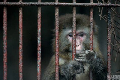 China Shuts Down The Worlds Saddest Zoo After Photos Of Poor Animals