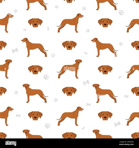 Rhodesian Ridgeback Seamless Pattern Different Poses Coat Colors Set