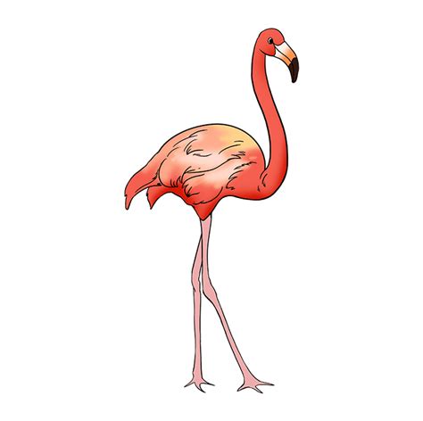 Learn how to draw flamingo line pictures using these outlines or print just for coloring. How to Draw a Flamingo - Really Easy Drawing Tutorial