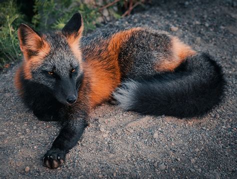 This Red And Black Fox Sometimes Called An Ember Fox Is Exhibiting