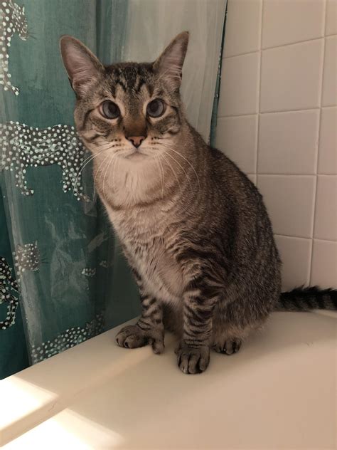 2 Best Udrhopps Images On Pholder My Cross Eyed Polydactyl Bath Buddy