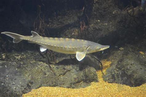 Theres Good News For One Of Njs Most Endangered Fish