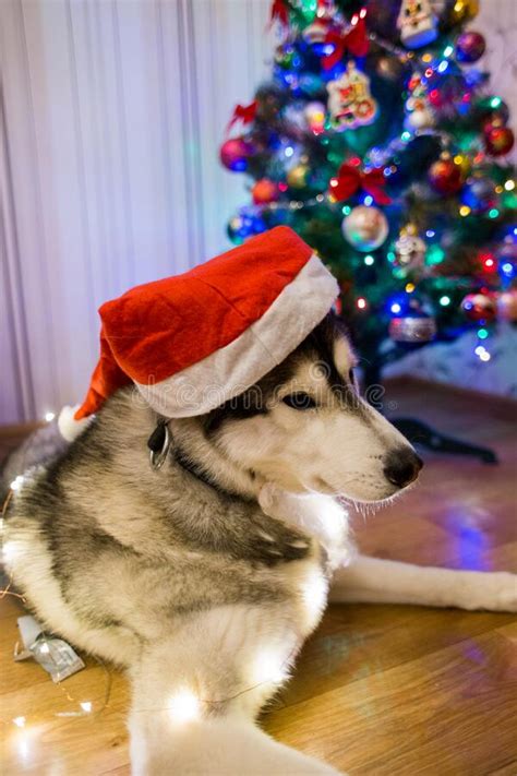 Husky Dog â€‹â€‹near The Christmas Tree In The Room Stock Photo Image