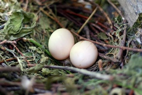 How Long Does It Take For Bird Eggs To Hatch Birdwatching Buzz