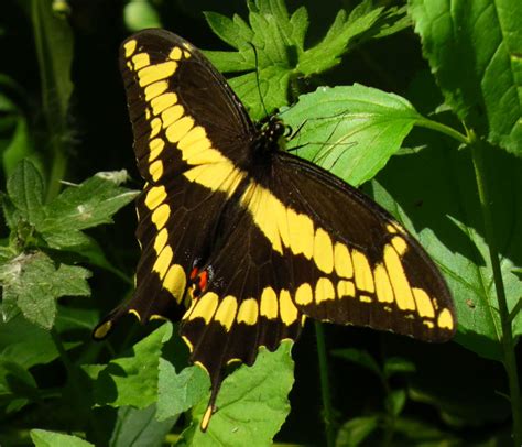 Butterfly Identification Guide 27 Types Of Butterflies With Photos