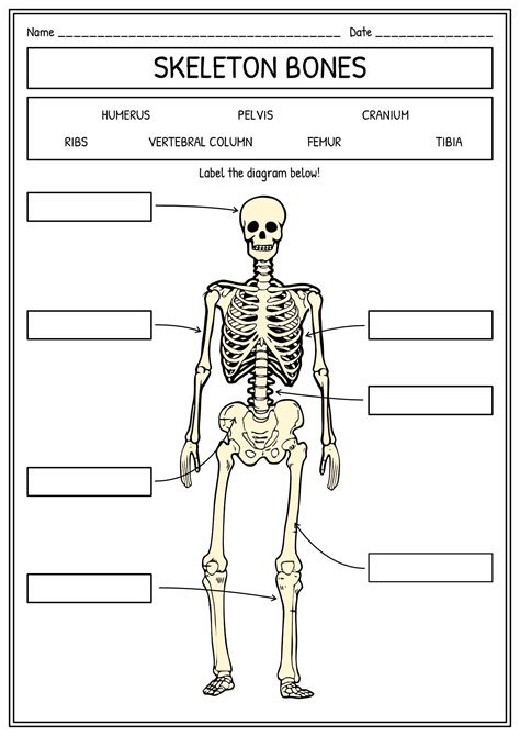 11 Human Skull Labeling Worksheet Artofit