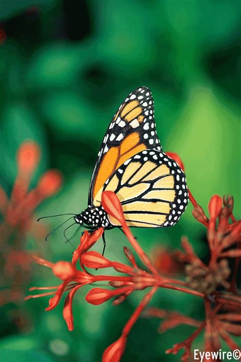 25 Best Monarch Diseases Predators And Pests Images On