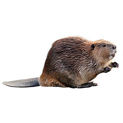 If you want to remove these pests, beaver trapping is the best solution. How to Get Rid of Beavers | Beaver Removal | Havahart®