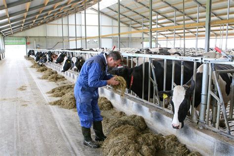 Animal Welfare Standards From Large To Small Dairy Farms Dairy Global