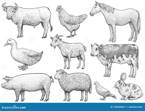 Domestic Farming Animal Collection Illustration Drawing Engraving