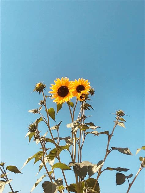 Sunflower Aesthetic On Tumblr