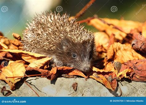 Hedgehog In Leaves Stock Photo Image Of Leaf Sprickle 34294704