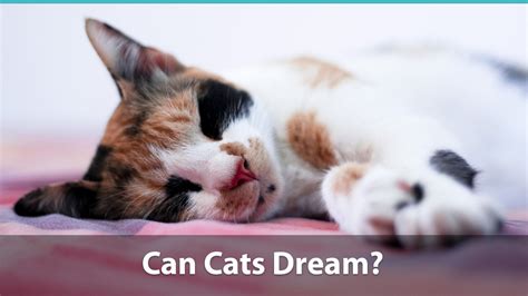 Do Cats Dream Can They Have Nightmares