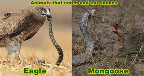Snake Enemies Animals That Catch And Kill Snakes Mongoose Eagle